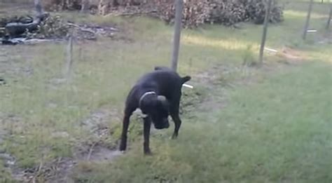 boxer gets shocked by electric fence|DOG PEES ON ELECTRIC FENCE & GETS ELECTROCUTED!.